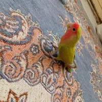 طوطی برزیلی