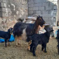 ۲ عدد بز جوان به همراه ۲ عدد بزغاله نر|حیوانات مزرعه|اردبیل, |دیوار