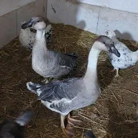 قوغاز آفریقایی مرغ محلی گلین ودورگ لاری