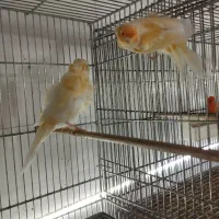 قناری|پرنده|اسکو, |دیوار