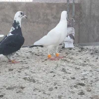 کفتر|پرنده|تفت, |دیوار