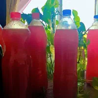 ترشی خانگی و آبغوره ۱۶۰|خوردنی و آشامیدنی|مشکیندشت, |دیوار