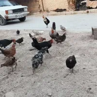 شادگان|پرنده|شادگان, |دیوار