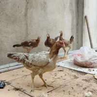 مرغ لاری و جوجه هاش|حیوانات مزرعه|تهران, شارق|دیوار