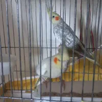 عروس هلندی|پرنده|ری, سیزده آبان|دیوار