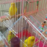 مرغ عشق رام و زیبا|پرنده|رشت, گلزاران|دیوار