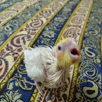 جوجه لتیونو