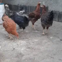 مرغ وخروس
