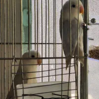 دو عدد کوتوله نژاد مارال