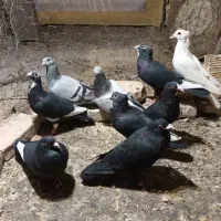 کفتر نر سوراخ