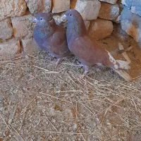 دو جفت کفتر سرخ پرشی|پرنده|فریدونشهر, |دیوار