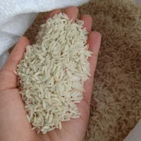 برنج طارم هاشمی