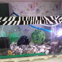 آکواریوم بالوازم و ماهی