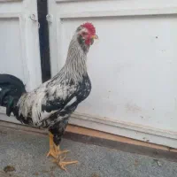 فروشی|حیوانات مزرعه|شیراز, گویم|دیوار