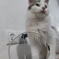 واگذاری دو گربه ۶ و ۷ ماهه