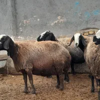 تعداد 100راس شیشک میش های اصیل شال بره دار|حیوانات مزرعه|قزوین, |دیوار