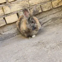 فروش خرگوش|موش و خرگوش|بهبهان, |دیوار