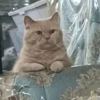 گربه‌ام گم شده لطفاً کمکم کنید