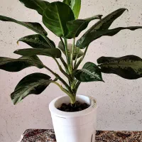 فروش انواع گلهای هیدروپونیک شده و خاکی|گل و گیاه طبیعی|نائین, |دیوار