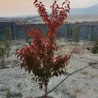 ۶۸۰متر باغ سند شش دانگ گیلاوند شلمبه|فروش خانه و ویلا|دماوند, دماوند|دیوار