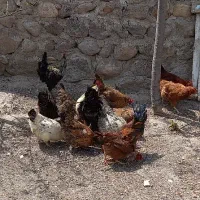 مرغ خروس محلی