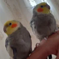 پرنده