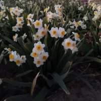 گل نرگس|گل و گیاه طبیعی|جنت, |دیوار