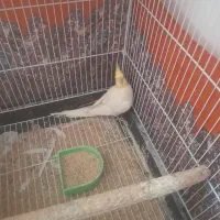 عروس هلندی|پرنده|تربت جام, والفجر|دیوار