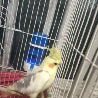 عروس هلندی نر و طوطی