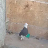 کبوتر شازده نر|پرنده|چادگان, |دیوار