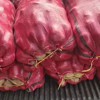 ۵۰۰ کیلو سیب زمینی