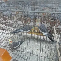 دوتاعروس هلندی نربفروش میرسد