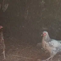 بوقلمون و مرغ و خرروس