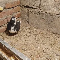 فروش کبوتر|پرنده|خسروشاه, |دیوار