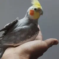 عروس هلندی بد اخلاق|پرنده|تربت‌حیدریه, آغوی|دیوار