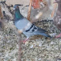 هفترنگ وکبود خطی وطوقی|پرنده|تاکستان, |دیوار