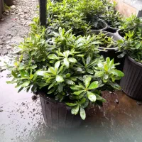 فروش گل|گل و گیاه طبیعی|چابکسر, |دیوار
