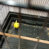 مرغ عشق با جوجه|پرنده|ری, دولت‌آباد|دیوار