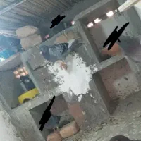 کبوتر روی تخم