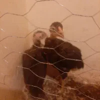 مرغ وخروس جوجه لاری کردی لهستانی