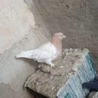 جوجه سرک دم سفید  سیاه دم سفید کله ماده