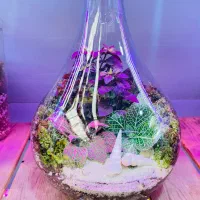 تراریوم،مدل طاووسی