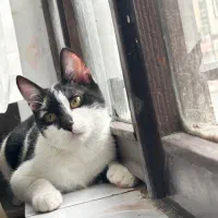 واگذاری گربه ماده