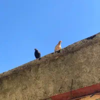 جوجه طوقی پلاکی زاغ