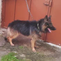 سگ ژرمن گمشده