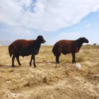 قوچ هترو افشاری|حیوانات مزرعه|فیروزه, |دیوار