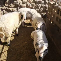 بره نر گوشتی از ۳۰ کیلو به بالا|حیوانات مزرعه|شهر بابک, |دیوار