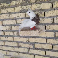 طوقی