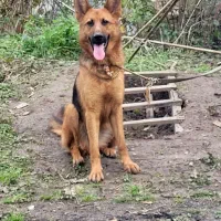 واگذاری سگ ژرمن ماده تقریبا ۱۰ماه