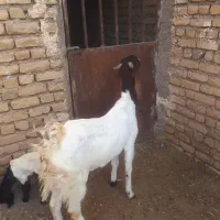 بز شیرا|حیوانات مزرعه|سلیمان, |دیوار